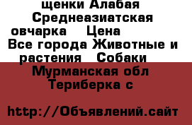 щенки Алабая (Среднеазиатская овчарка) › Цена ­ 15 000 - Все города Животные и растения » Собаки   . Мурманская обл.,Териберка с.